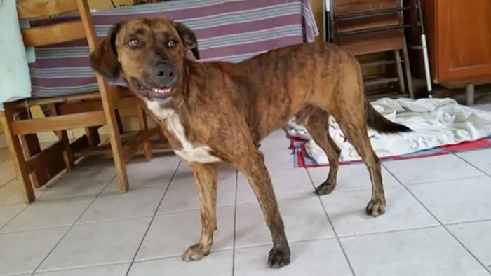 Cachorro ra a SRD idade  nome Lindo cachorro