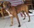 Lindo cachorro