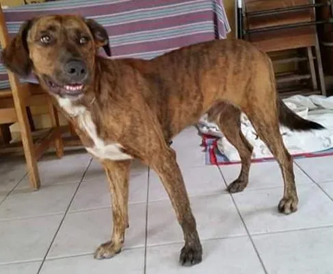 Cachorro ra a SRD idade  nome Lindo cachorro