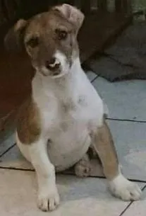 Cachorro raça SRD idade  nome Rosinha