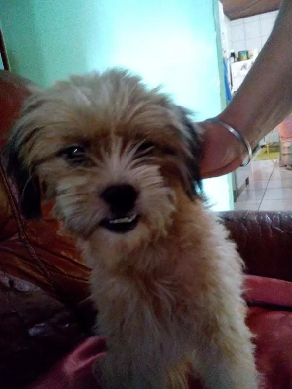 Cachorro ra a Lhasa idade 1 ano nome Nina