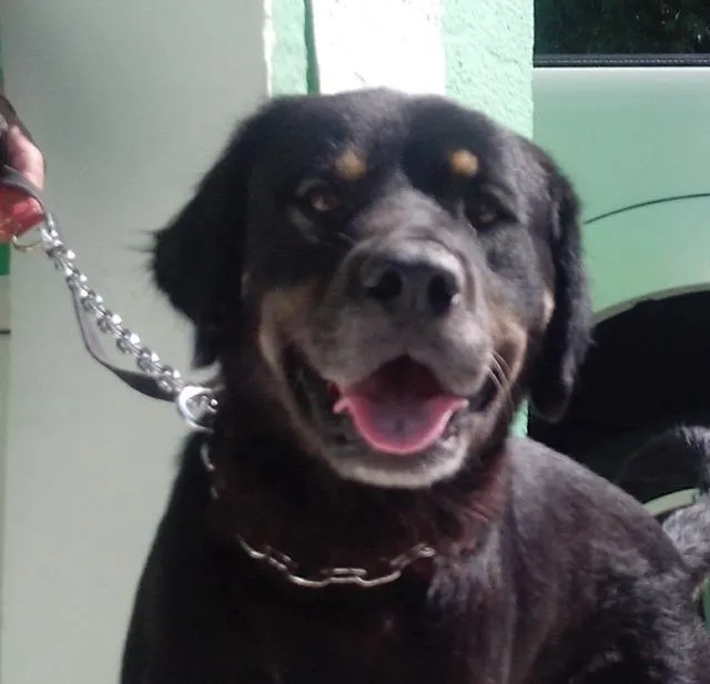 Cachorro ra a Srd idade 2 anos nome Dylan