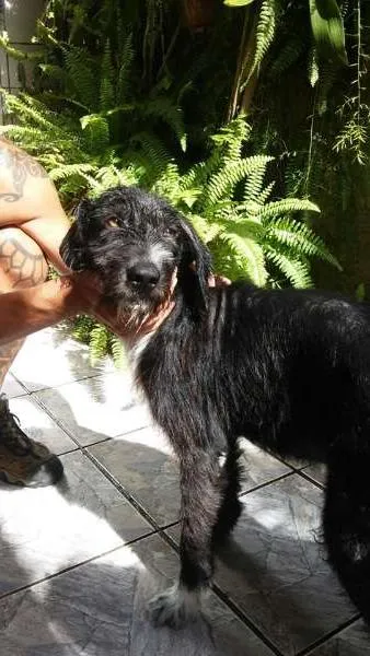 Cachorro ra a vira lata idade 2 anos nome Negresco