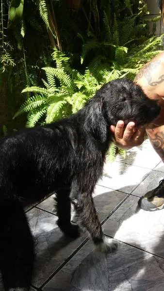 Cachorro ra a vira lata idade 2 anos nome Negresco