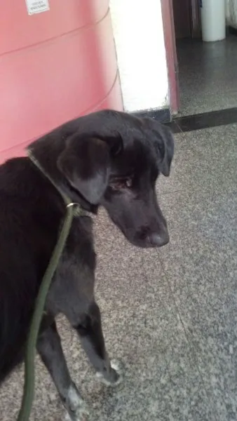 Cachorro ra a SRD idade 2 anos nome Zico