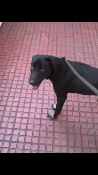 Cachorro ra a SRD idade 2 anos nome Zico