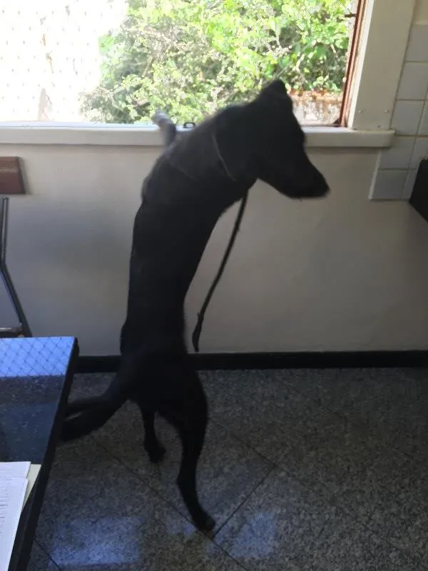 Cachorro ra a SRD idade 2 anos nome Zico