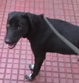 Cachorro ra a SRD idade 2 anos nome Zico