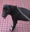 Cachorro raça SRD idade 2 anos nome Zico