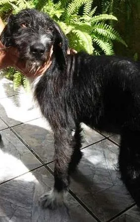 Cachorro ra a vira lata idade 2 anos nome Negresco
