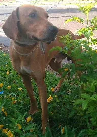 Cachorro ra a  idade  nome Natal
