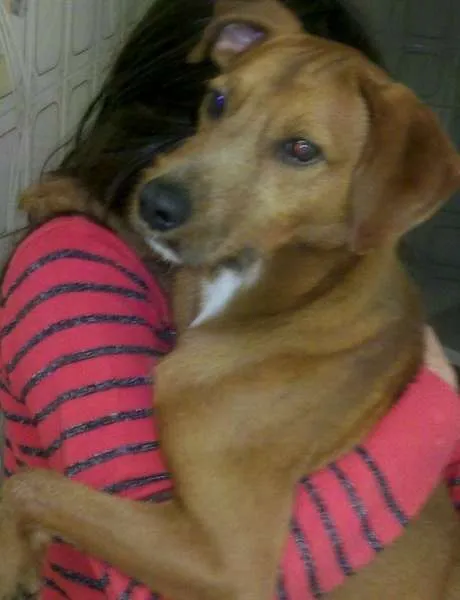 Cachorro ra a Vira Lata idade 1 ano nome Spike