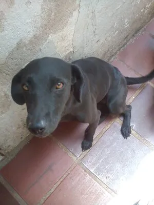 Cachorro ra a Indefinida idade 2 anos nome Vários