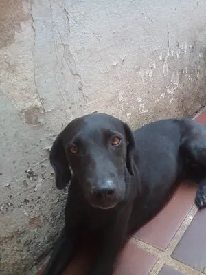 Cachorro ra a Indefinida idade 2 anos nome Vários