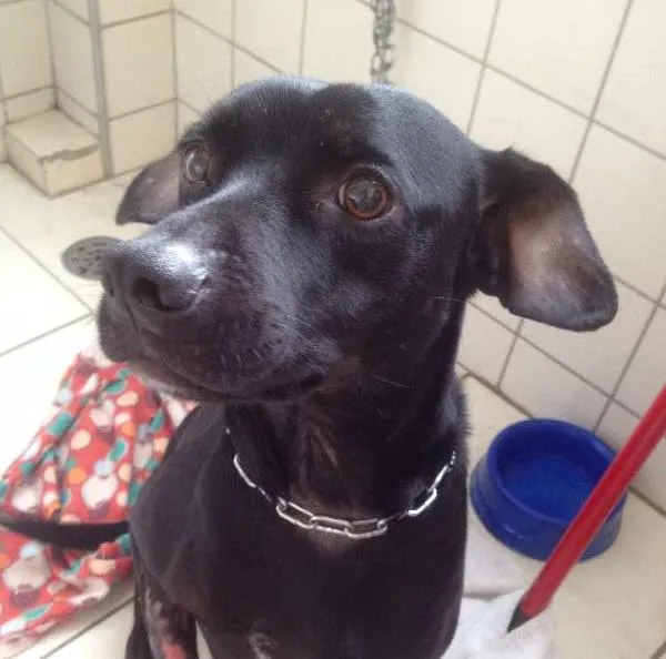 Cachorro ra a Labrador idade 4 anos nome Negão