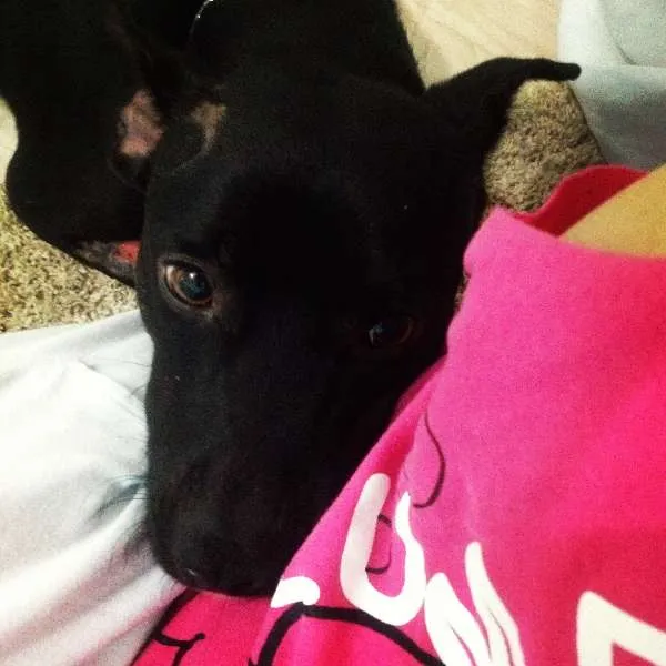 Cachorro ra a Labrador idade 4 anos nome Negão
