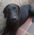 Vários