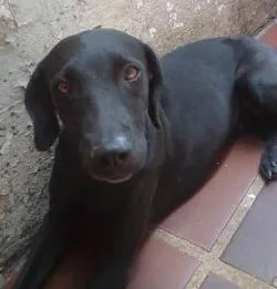 Cachorro ra a Indefinida idade 2 anos nome Vários
