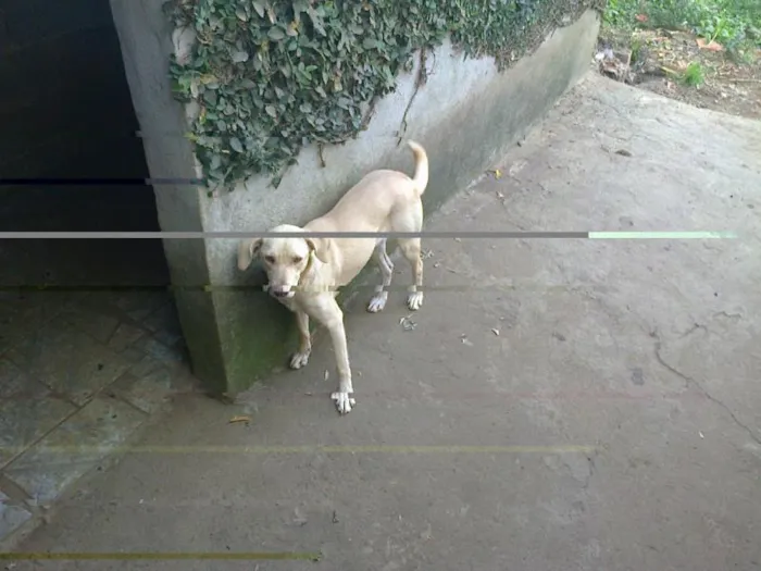 Cachorro ra a SRD idade 2 anos nome Dengosa