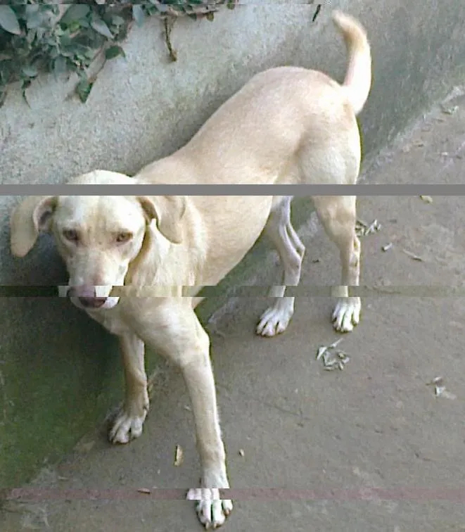Cachorro ra a SRD idade 2 anos nome Dengosa