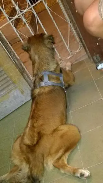 Cachorro ra a sem raça definida idade 1 ano nome paloma