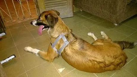 Cachorro ra a sem raça definida idade 1 ano nome paloma
