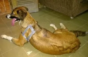 Cachorro raça sem raça definida idade 1 ano nome paloma