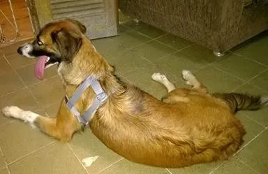 Cachorro ra a sem raça definida idade 1 ano nome paloma