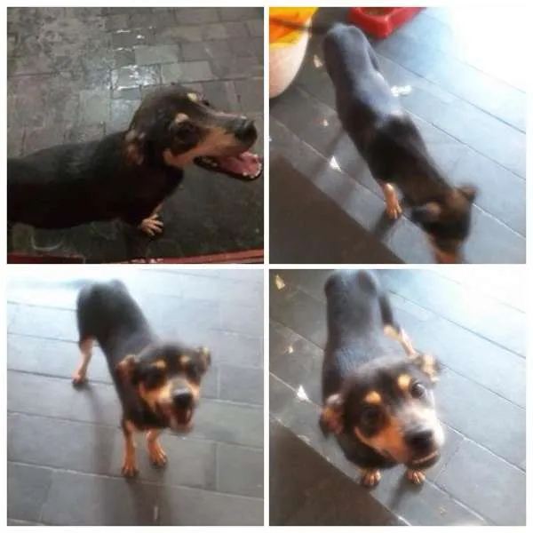 Cachorro ra a SRD idade 1 ano nome Zé
