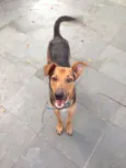 Scooby Doo