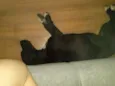 Preta