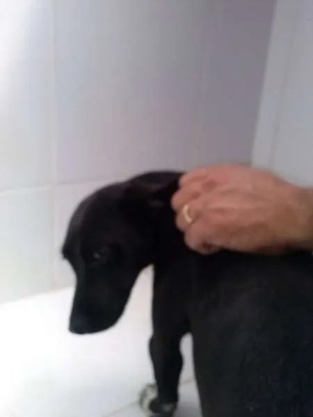 Cachorro ra a  idade  nome Preta
