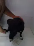 Preta