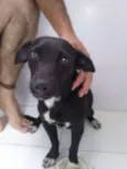 Preta