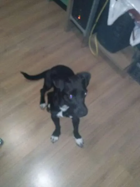 Cachorro ra a  idade  nome Preta