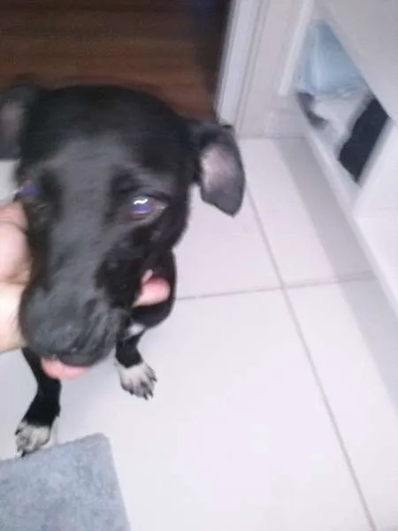 Cachorro ra a  idade  nome Preta