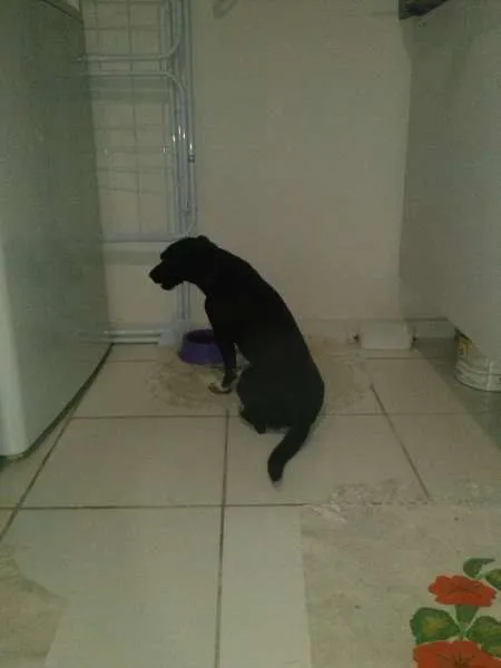 Cachorro ra a  idade  nome Preta