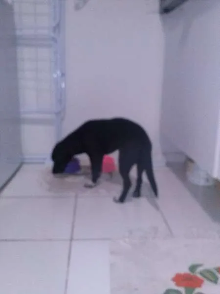 Cachorro ra a  idade  nome Preta