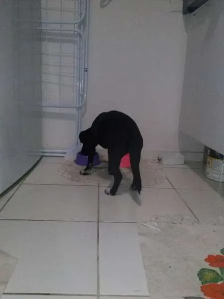 Cachorro ra a  idade  nome Preta