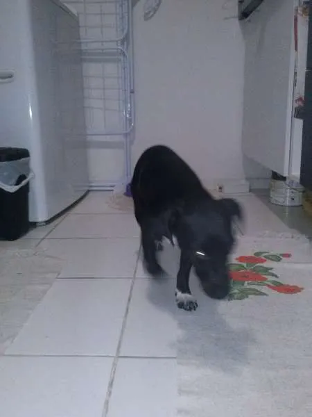 Cachorro ra a  idade  nome Preta