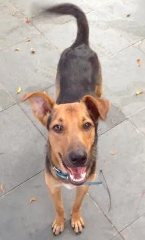 Cachorro ra a srd idade 1 ano nome Scooby Doo