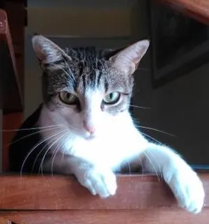 Gato raça gata idade 1 ano nome lola