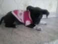 Belinha