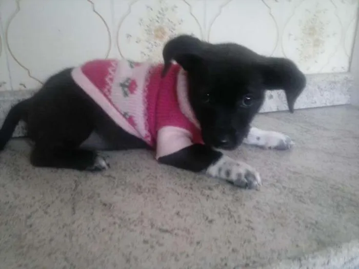 Cachorro ra a SRD idade 2 a 6 meses nome Belinha