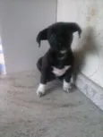 Belinha