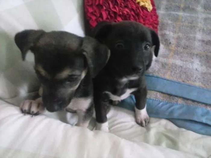 Cachorro ra a SRD idade 2 a 6 meses nome Belinha
