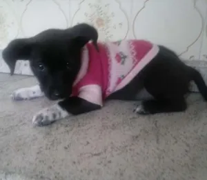 Cachorro raça SRD idade 2 a 6 meses nome Belinha