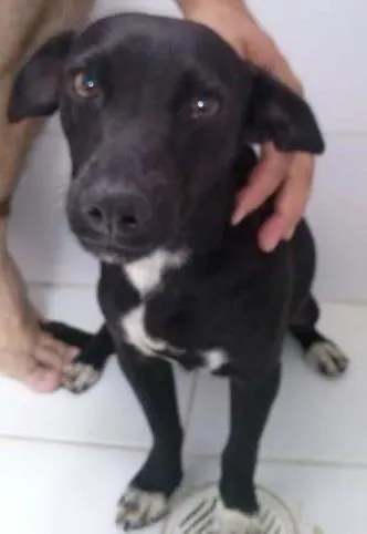 Cachorro ra a  idade  nome Preta