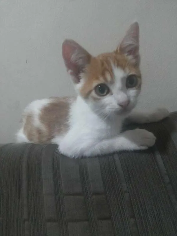 Gato ra a SRD idade 2 a 6 meses nome Chico