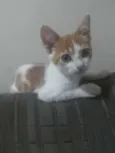 Chico